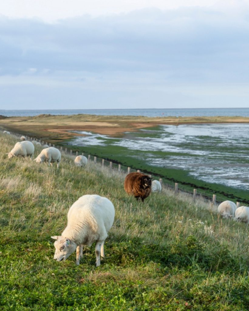 eilandpraktijk texel achtergrond